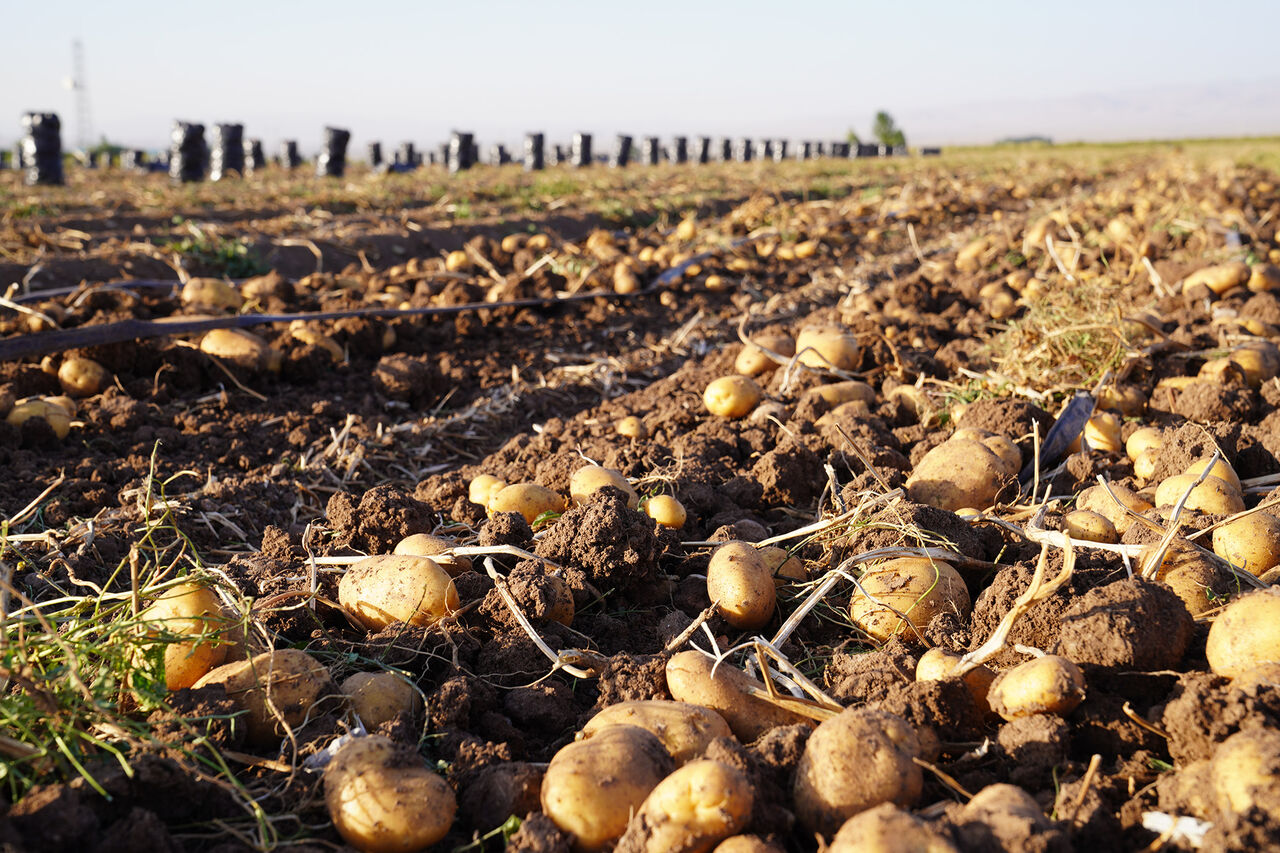 به گزارش خبرگزاری خبرآنلاین، احمدرضا بخشی، عضو کمیسیون مواد غذایی اتاق اصناف ایران درباره آنچه به کمبود سیب زمینی در کشور انجامید، گفت: در ایران ۱.۵ برابر مصرف کشور سیب زمینی تولید می‌شود در این شرایط کمبود سیب زمینی به این دلیل اتفاق افتاد که در بیشتر از مصرف، سیب زمینی صادر شد و صادرکنندگان سیب زمینی را که در هر کیلو به طور مثال ۱۵ هزار تومان صادر کردند پس از کمبود با قیمتی به طور مثال ۳۵ هزار تومان وارد کردند و من به شما قول می‌دهم سیب زمینی های وارداتی ایران محصول داخل کشور هستند. ایلنا نوشت: وی افزود: انبارهایی در کشورهای اطراف ایجاد و کالاهای ایرانی در آنجا ذخیره شده و به هنگام کمبود به اسم کشور ثالث به کشور ما وارد می‌شود. بخشی تصریح کرد: این یک مافیاست و وزارت محترم جهاد کشاورزی و نهادهای نظارتی دیگر باید به این موضوع ورود کنند که چه کسانی این صادرات را انجام می‌دهند و صادراتی که انجام می‌شود به مصرف کشور صادرکننده می‌رسد و یا بار دیگر به کشور بازمی‌گردد؟ وی خاطرنشان کرد: در موضوع چای دبش هم چای بی‌کیفیت ایرانی به کشور امارات می‌رفت و سپس به عنوان چای ممتاز هندی به کشور وارد می‌شد این اتفاق می‌تواند در مورد سایر محصولات هم رخ دهد.