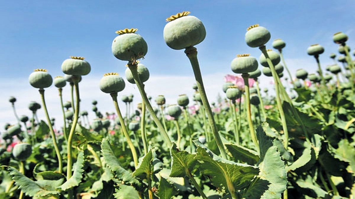 تهدید امنیت غذایی با کشت خشخاش به جای گندم + ویدئو